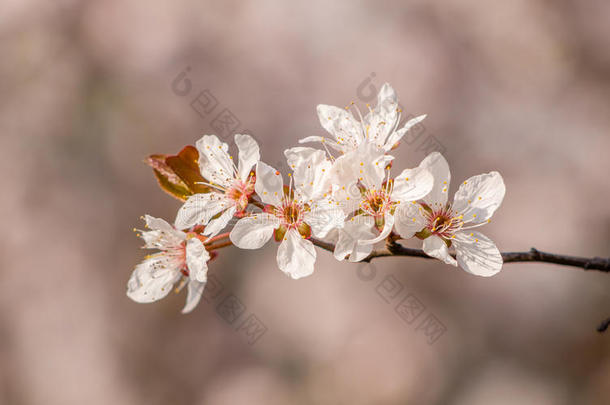 春<strong>花系列</strong>，美丽的樱<strong>花</strong>