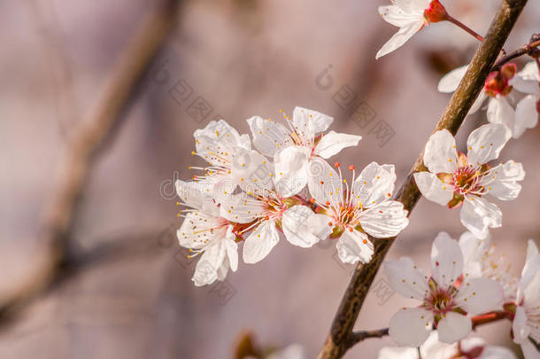 春<strong>花系列</strong>，美丽的樱<strong>花</strong>