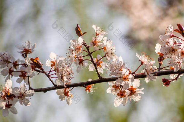 春<strong>花系列</strong>，美丽的樱<strong>花</strong>