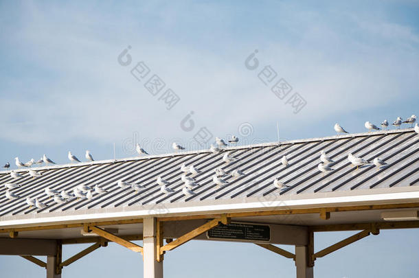 码头铁皮屋顶上的海鸥