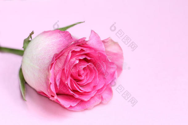粉彩背景上的浅粉色玫瑰花苞