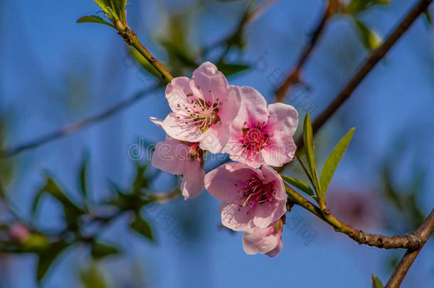 春<strong>花系列</strong>，桃<strong>花</strong>盛开