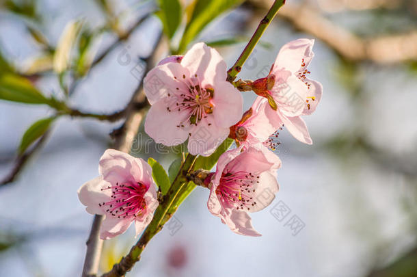 春花系列，桃花盛开