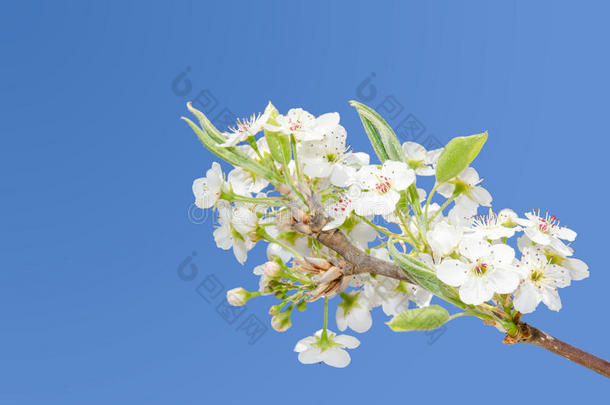 春暖花开樱花碧空