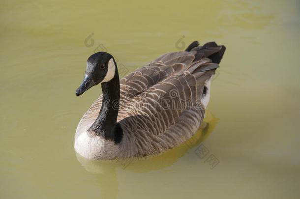 加拿大鹅branta canadensis，水中