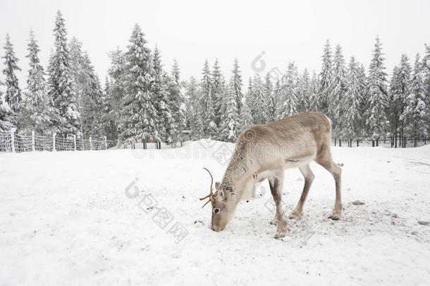 <strong>白鹿</strong>在雪地里吃东西