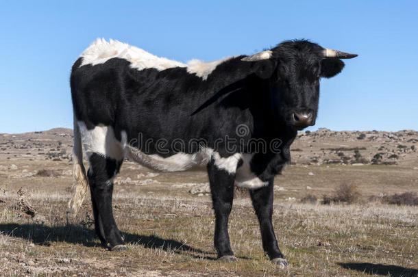 在普通牧场吃草的奶牛