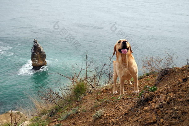 海中的拉布拉多犬