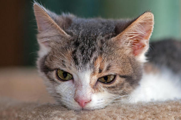 哑巴花布小猫特写镜头