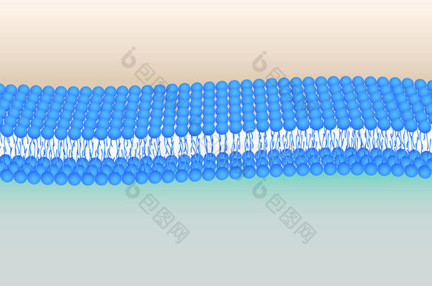 磷脂双层图解
