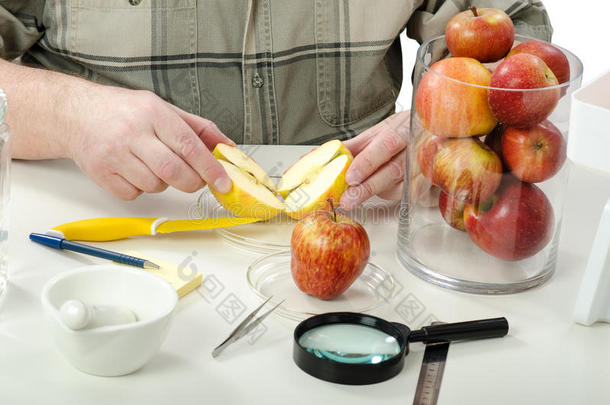 植物控制专家把苹果切成两半
