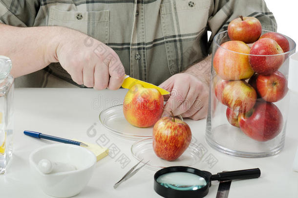 植物控制专家手切苹果