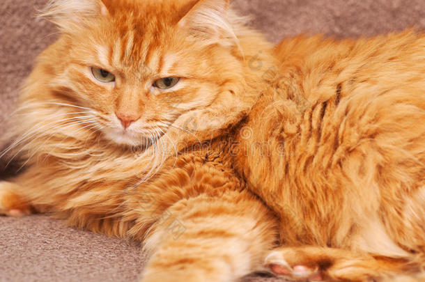 有趣的毛茸茸的姜黄色猫在撒谎