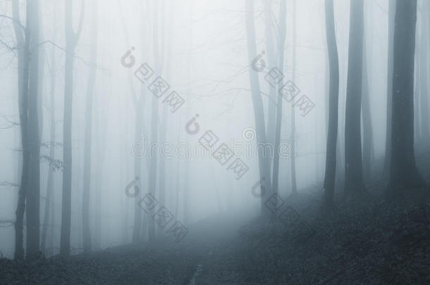 梦幻的雾林