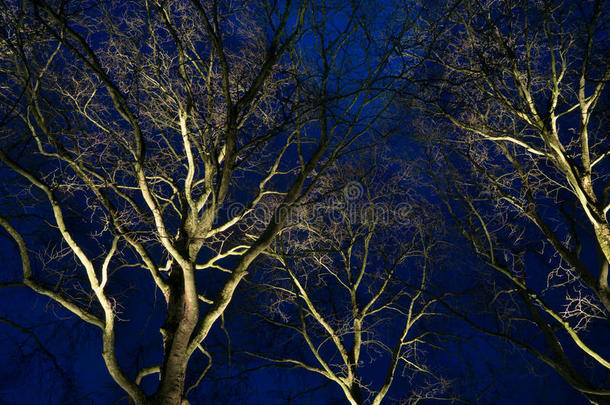夜晚的树木