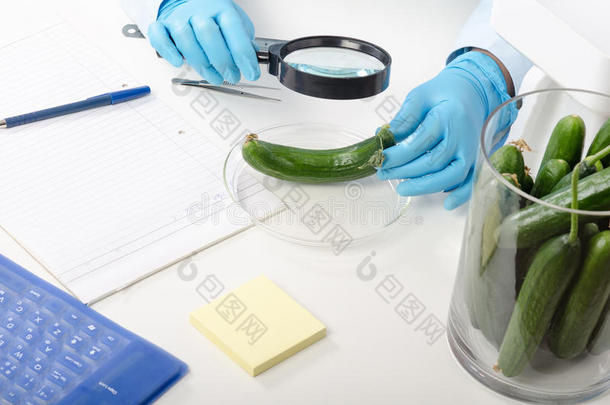 植物防治实验室黄瓜检验