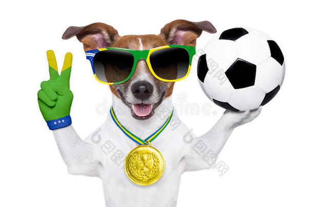 巴西世界杯狗