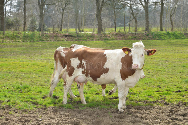 农场牧场上的奶牛