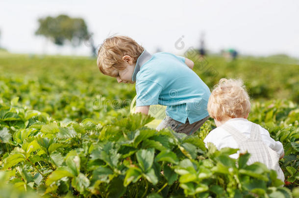 两个双胞胎男孩在采摘草莓农场采摘草莓
