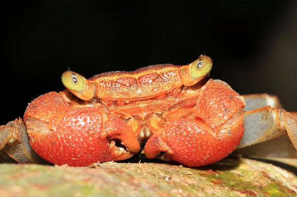 雨林冠层蟹