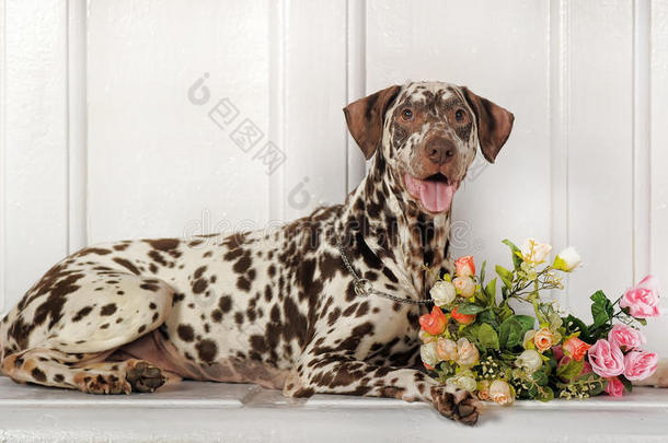 斑点狗和花