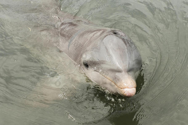 海豚水秀