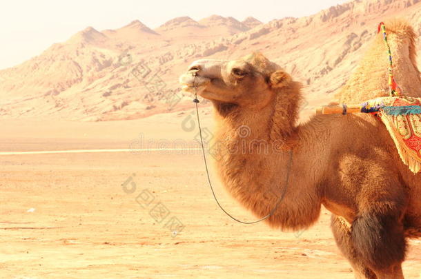 动物骆驼瓷器颜色作文