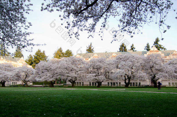华盛顿大学校园四合院，樱花盛开