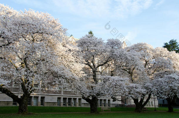 一排樱花在校园的四合院里