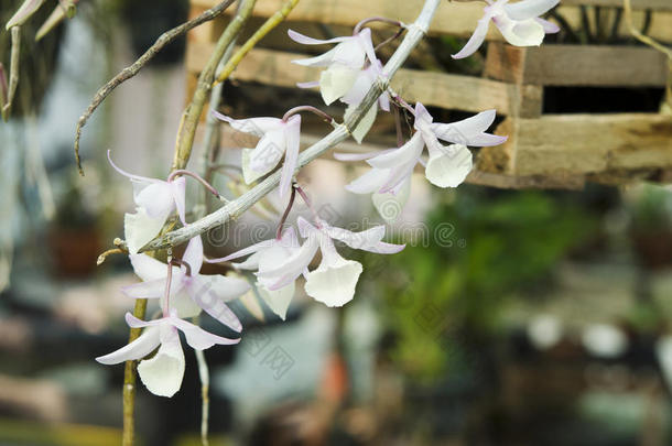 背景美丽的美女开花花束