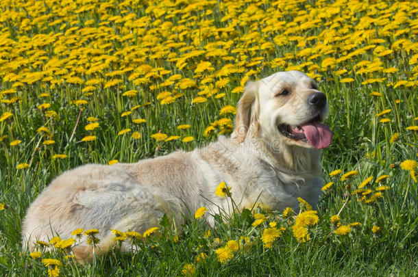 金色猎犬在盛开的蒲公英草地上。