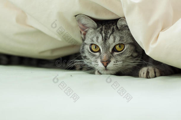 小灰斑猫躲在被子里