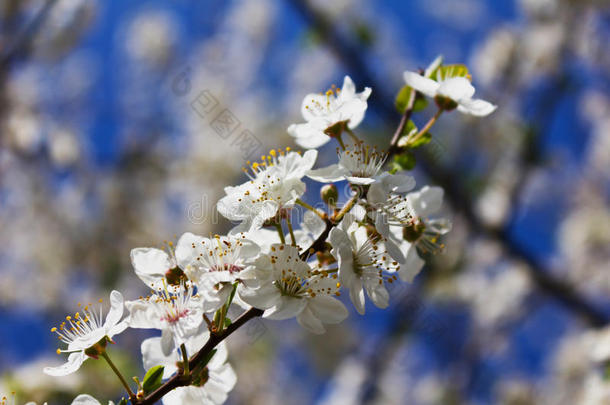 春天开花的苹果树