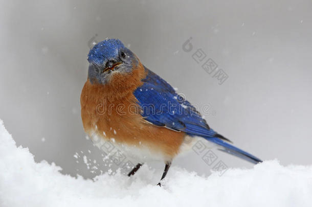 暴风雪中的蓝鸟