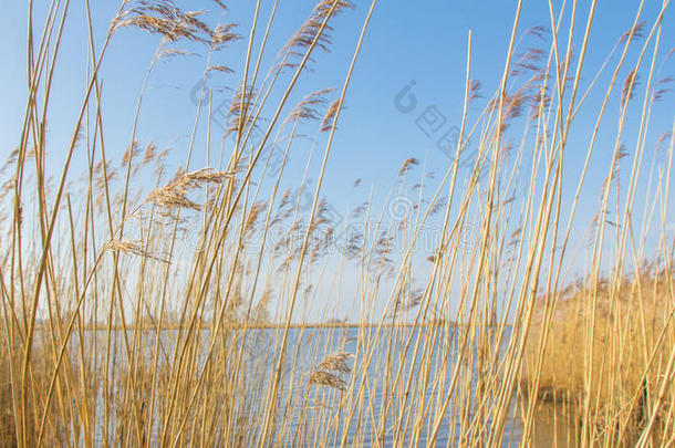 典型的荷兰风景，<strong>沿河</strong>有芦苇