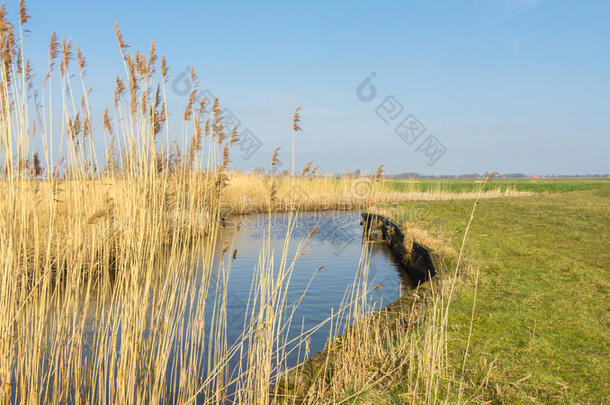 荷兰人的<strong>水景</strong>，沿河有芦苇
