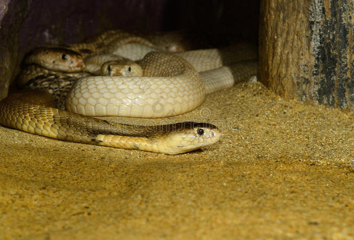 壁纸 动物 蛇 蜥 蜥蜴 700_475