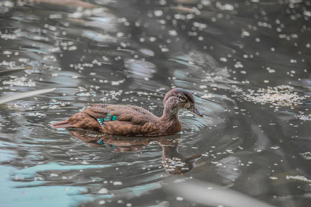 一只小鸭子在游泳