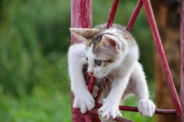 小猫在爬红柱子。