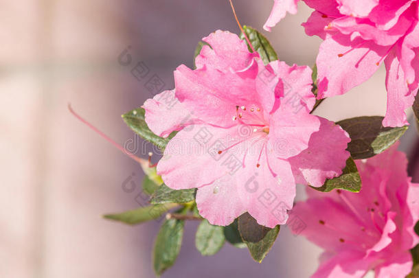 春花系列，粉红杜鹃花