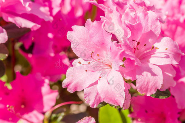 春花系列，粉红杜鹃花