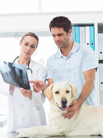兽医和宠物主人讨论狗的x光检查图片