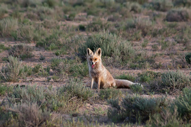 沙漠地区的赤狐