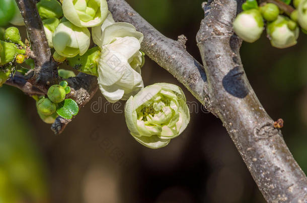 木瓜春<strong>花系列</strong>