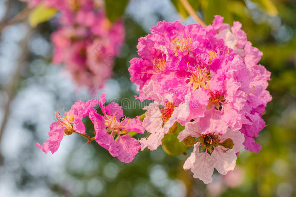 香薰，甜粉色的花