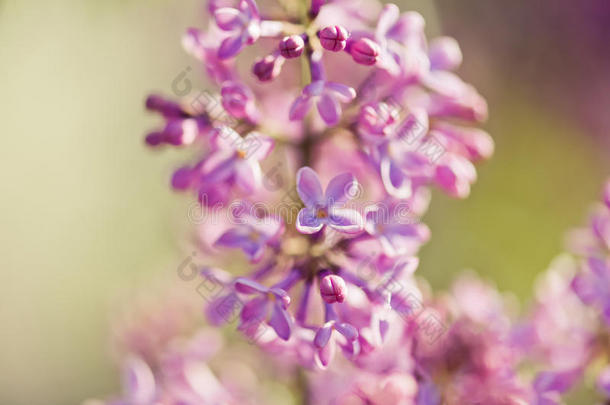 芬芳的丁香花（丁香属）。