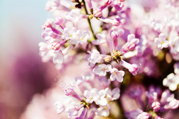 芬芳的丁香花（丁香属）。