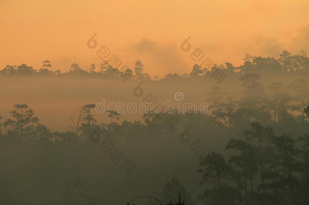 浓雾中森林的轮廓