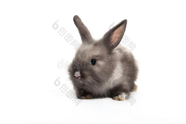 可爱的灰色小兔子坐在白色的背景上
