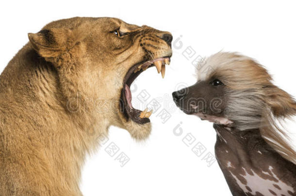 母狮冲着一只中国冠毛狗的脸吼叫